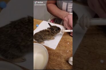 Feeding pet baby bunny rabbit