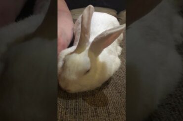 Connie, rabbit, chilling and being cute!