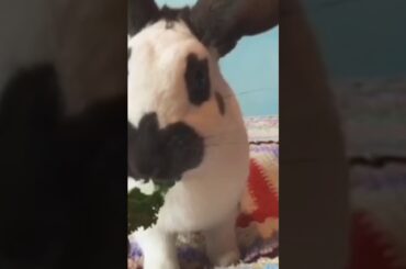 Rabbit ASMR so cute eating leaves