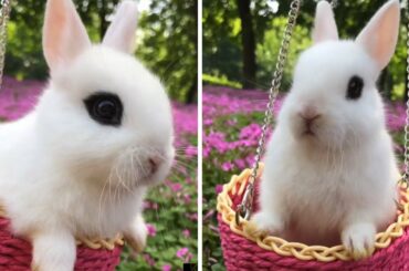 The Cutest Baby Bunny Rabbit Compilation Make You Feel Good