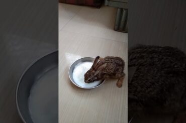 Cute ness of rabbit, my 🤟🤟🤟🤣