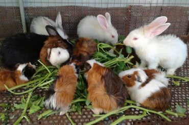 Cute Rabbit Eating / Funny and Cute Baby Bunny Rabbit Videos / Baby Animal Videos Compilation 2020