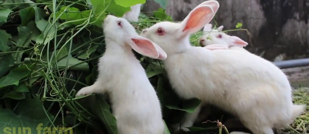 funny and cute bunnies eat lunch*-/ Nice bunny family*Rabbids Invasion