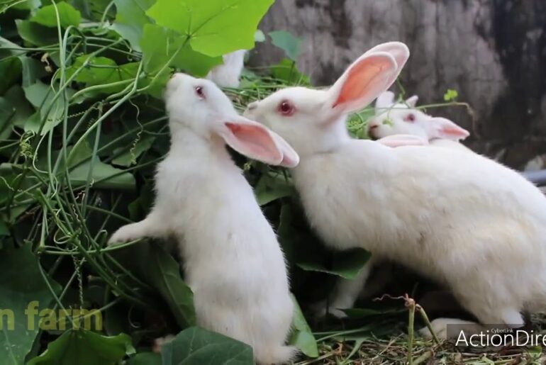 funny and cute bunnies eat lunch*-/ Nice bunny family*Rabbids Invasion