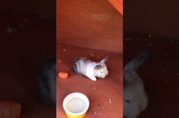 baby rabbit!