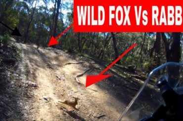 2020 KTM 390 ADVENTURE- FOX Vs RABBIT CAUGHT ON CAMERA