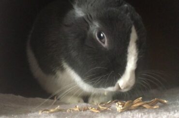 Cute Bunny Sleeping in Her Bunny Tree