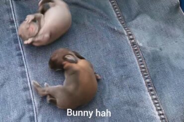 Naughty babies bunny so cute