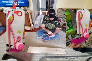 Rabbit Tricks Gizmo The Baby Lionhead SUB Q&A/requests, tips and a few of my secrets