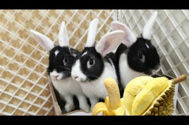 Tokki Club Weekly Cute Rabbit Video #13 - 2 Hours Of Cuteness Overload