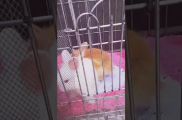 they don't want to be locked up- bunnyola🐰🐇