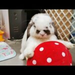Tokki Club Weekly Cute Rabbit Video #14