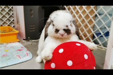 Tokki Club Weekly Cute Rabbit Video #14