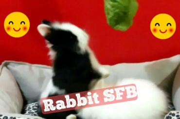 Funny Rabbits | Baby Rabbit and White Rabbit | Eating Lattuce Leaf | Rabbit SFB