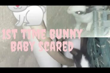 New Rabbit Bunny Baby Scared 😯