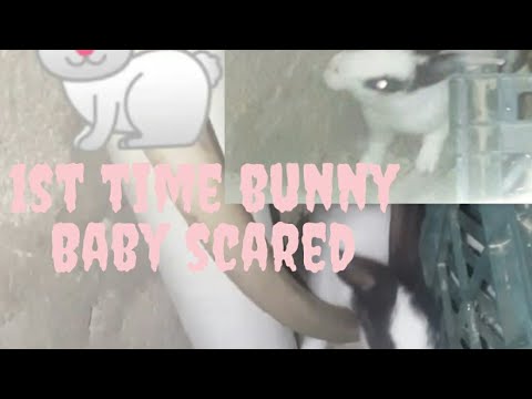 New Rabbit Bunny Baby Scared 😯