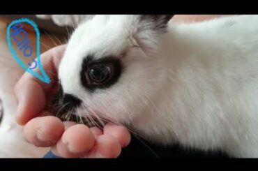 Baby rabbit eating apple branches🌿| 사과 나뭇가지를 먹는 아기토끼는 귀엽다🍎