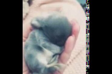 Cute bunny🐰🐰🐰