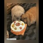 Funny Baby Rabbit Videos - Cute Baby Rabbits #8 | Funny Bunny Baby Videos  - The Viral Pets TVP
