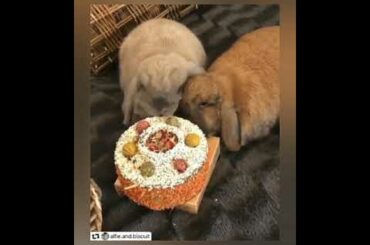 Funny Baby Rabbit Videos - Cute Baby Rabbits #8 | Funny Bunny Baby Videos  - The Viral Pets TVP