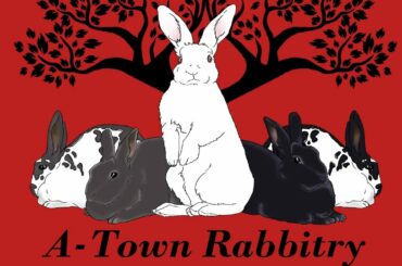 New Zealand & Mini Lop Rabbits: Baby Update!