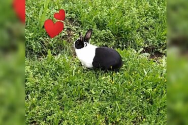 Cute bunny video🖤
