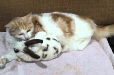Cute Cat and rabbit cuddling and cleaning