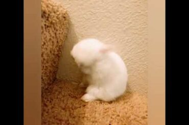 CUTEST BUNNY GROOMING HIMSELF