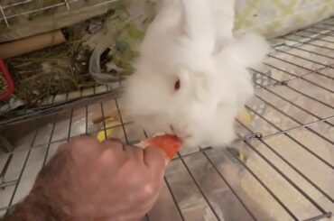 Guffi my cute lop rabbit