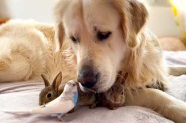 Golden Retriever, Baby Bunnies and Budgie Play Together