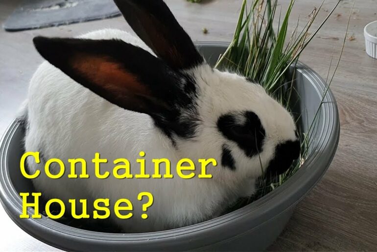 Rabbit Joey's Container House (?), Cute Bunny is Eating in the Plastic Container, Pet Animal. Funny.