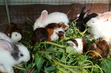 Funny and Cute Baby Rabbit Eating Vegetables - Funny and Cute Baby Bunny Rabbit Videos - Rabbit