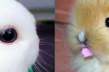 Funny video Funny Bunny Rabbit Rabbit Cute Rabbit Video