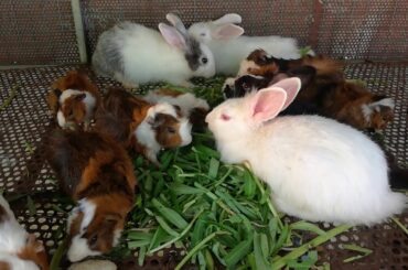 Cute Baby Rabbit Eating Vegetables / Funny and Cute Baby Bunny Rabbit Videos / Cute Rabbits / Rabbit