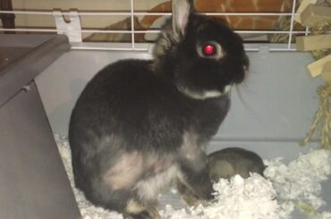 Baby bunny nursing from mom at 6 days old