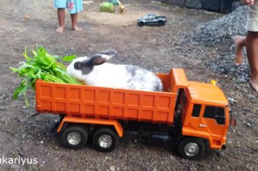 Kelinci Lucu naik Truk