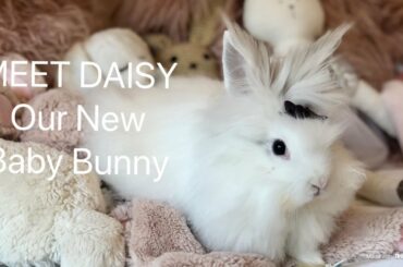 WE GOT A NEW BABY BUNNY!