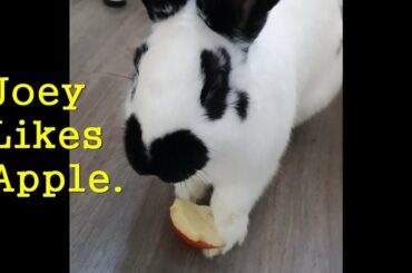 Rabbit, Joey Likes Apple. Cute Bunny is Eating Apple well. Pet Animal. Funny Video.