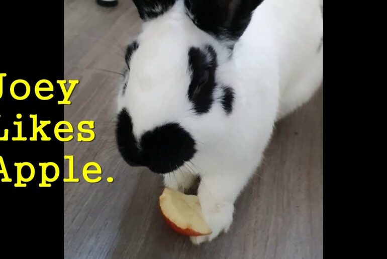 Rabbit, Joey Likes Apple. Cute Bunny is Eating Apple well. Pet Animal. Funny Video.
