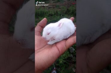 Rabbit baby cute baby rabbit