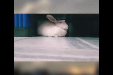 #babybunny #cute Bunny waking up