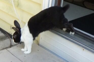 Rabbit returns to nature