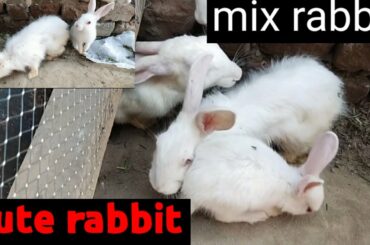 Cute rabbit with baby#amp#