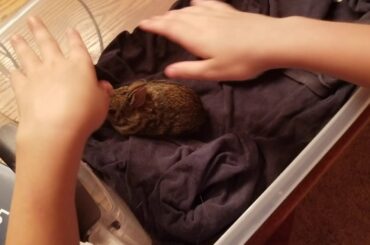Saving baby bunny from my cat part 3