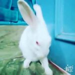Cute Bunny Cleaning herself! So Cute!