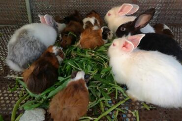 Cute Baby Rabbit Eating Vegetables - Cute and Funny baby Bunny rabbit compilation - Cute Rabbits