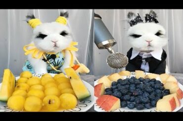 Rabbit Eating ASMR, Cute Rabbit ASMR, 토끼 먹는 ASMR, Part 11