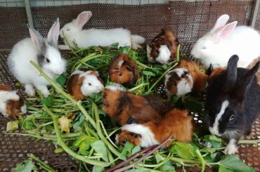 Baby Rabbit Eating - Funny and Cute Baby Bunny Rabbit Videos - Baby Animal Video Compilation (2020)