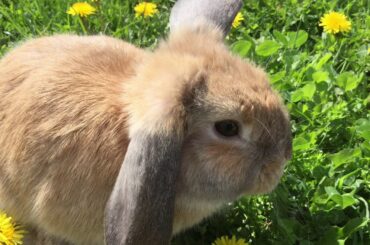 BINKEY The Bunny Cute Moments