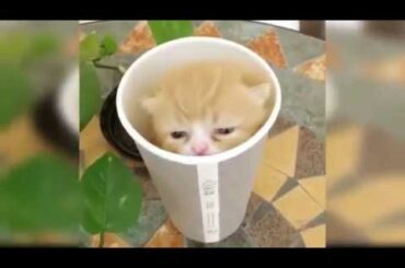 Cute Baby Cats | Funny Cats | Bunny Funny